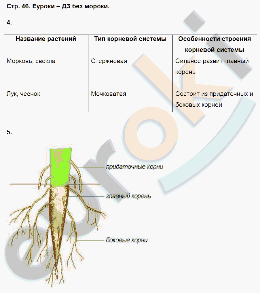 Тип корневой системы особенности строения корневой системы. Таблица строение корневых систем у разных растений 6 класс биология. Таблица строение корневых систем у разных растений биология 6. Таблица по биологии 6 класс виды корней и типы корневых систем. Строение корневых систем у разных растений таблица.